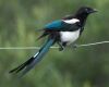 a black billed magpie is sitting on a branch