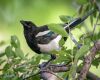 a black billed magpie is sitting on a branch