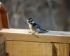 a downy woodpecker is sitting on a wooden fence