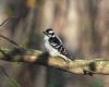 a downy woodpecker sitting on a branch