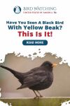 Have You Seen a Black Bird with Yellow Beak? This Is It! Thumbnail
