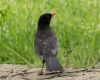 blackbird back closeup