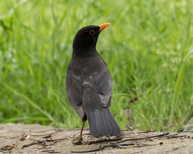 Have You Seen a Black Bird with Yellow Beak? This Is It! Have You Seen a Black Bird with Yellow Beak? This Is It!