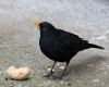 blackbird close up