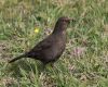 blackbird eating