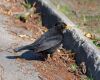 blackbird hunting food