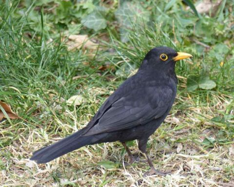 Have You Seen a Black Bird with Yellow Beak? This Is It!