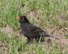 common blackbird on ground