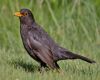 common blackbird with yellow beak