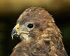 common hawk