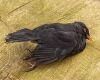 deceased blackbird