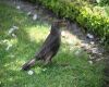 female blackbird in garden
