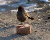 female blackbird on ground