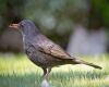 female common blackbird