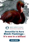 Beautiful & Rare Black Flamingo: It's One in A Billion! Thumbnail