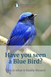 Have you seen a Blue Bird? This is what it Really Means! Thumbnail
