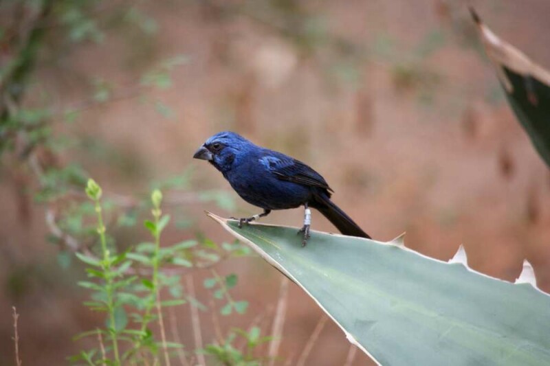 Have you seen a Blue Bird? This is what it Really Means!
