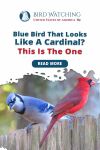 Blue Bird That Looks Like a Cardinal? This Is the One Thumbnail