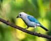 a blue bird