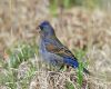 a blue grosbeak