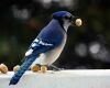 a blue jay