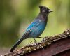 a steller jay