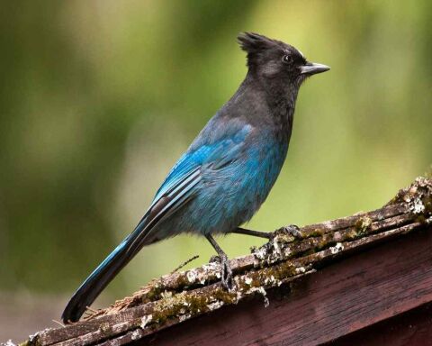 Blue Bird That Looks Like a Cardinal? This Is the One