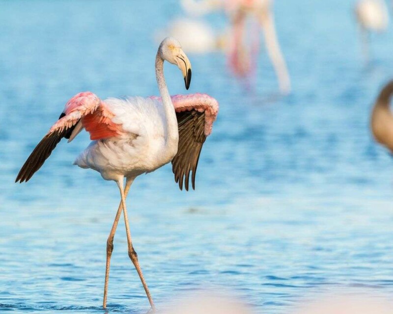 Are Blue Flamingos Real or Not? It's an Interesting Story