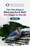 Can You Keep Blue Jay as A Pet? It’s Illegal in the US! Thumbnail