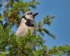 an aggressive blue jay