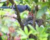 blue jay hatchlings