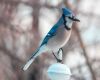 a blue jay on a lamp