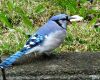 a blue jay on ground