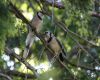 multiple blue jays