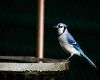 a stunning blue jay