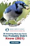 38 Amazing Blue Jay Facts You Probably Didn't Know (2021) Thumbnail