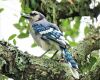 an adult-blue-jay