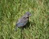 a baby blue jay