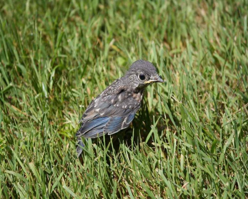 38 Amazing Blue Jay Facts You Probably Didn't Know (2021)