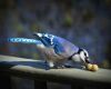a blue jay bird passerine