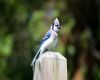 a blue jay crest