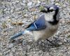 blue jay cyanocitta cristata