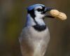 a blue jay eating peanut