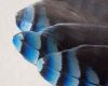 blue jay feathers