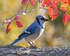 a white blue jay