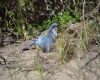 a blue jay molting