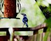 a blue jay near feeder