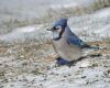 a blue jay on ground