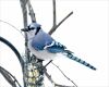 a blue jay on tree branch