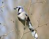 a blue jay perched